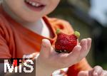 26.06.2025, Erdbeerfeld in Bad Wrishofen (Unterallgu), frisch gepflckte Erdbeeren vom Feld. Kleiner Junge hat ein besonderes Exemplar gefunden, die Frucht scheint zwei grne Ohren zu haben.