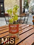 03.09.2025, Radovljica, Slowenien, (Radmannsdorf) ist eine Kleinstadt der Region Gorenjska nahe der Stadt Bled. Am Linhart-Platz sitzen Besucher in den Cafes, hier eine spezielle Blumenvase auf dem Tisch eines Strassencafes.