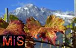 25.09.2025, Meran in Sdtirol, Italien. Ortsteil Dorf Tirol,  DieErntezeit ist in vollem Gange, das Obst ist reif, die Trauben sind Erntefertig. Hier Weinbltter vor der Berglandschaft.