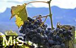 25.09.2025, Meran in Sdtirol, Italien. Ortsteil Dorf Tirol,  Die Erntezeit ist in vollem Gange, das Obst ist reif, die Trauben sind Erntefertig. Rote Weintrauben an einer Rebe sind reif.