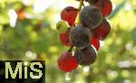 25.09.2025, Meran in Sdtirol, Italien. Ortsteil Dorf Tirol,  Die Erntezeit ist in vollem Gange, das Obst ist reif, die Trauben sind Erntefertig. Rote Weintrauben an einer Rebe sind reif.