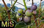 25.09.2025, Meran in Sdtirol, Italien. Ortsteil Dorf Tirol,  Die Erntezeit ist in vollem Gange, das Obst ist reif, die Trauben sind Erntefertig. Rote Weintrauben an einer Rebe sind reif.