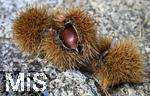 25.09.2025, Meran in Sdtirol, Italien. Ortsteil Dorf Tirol,  Die Erntezeit ist in vollem Gange, das Obst ist reif, die Trauben sind Erntefertig. Hier die Frucht der Edelkastanie (Castanea sativa)