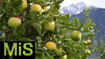 25.09.2025, Meran in Sdtirol, Italien. Ortsteil Dorf Tirol,  Die Erntezeit ist in vollem Gange, das Obst ist reif, auf den Bergen liegt bereits etwas Schnee. Grne pfel reifen an den sten.
