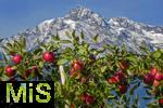 25.09.2025, Meran in Sdtirol, Italien. Ortsteil Dorf Tirol,  Die Erntezeit ist in vollem Gange, das Obst ist reif, auf den Bergen liegt bereits etwas Schnee. Hier hngen die reifen roten pfel an den sten.   