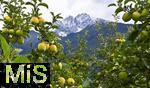 25.09.2025, Meran in Sdtirol, Italien. Ortsteil Dorf Tirol,  Die Erntezeit ist in vollem Gange, das Obst ist reif, auf den Bergen liegt bereits etwas Schnee. Hier hngen die reifen pfel an den sten.