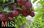 25.09.2025, Meran in Sdtirol, Italien. Ortsteil Dorf Tirol,  Die Erntezeit ist in vollem Gange, das Obst ist reif, auf den Bergen liegt bereits etwas Schnee. Hier hngen die reifen roten pfel an den sten. 