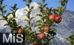 25.09.2025, Meran in Sdtirol, Italien. Ortsteil Dorf Tirol,  Die Erntezeit ist in vollem Gange, das Obst ist reif, auf den Bergen liegt bereits etwas Schnee. Die pfel leuchten rot gelb.