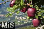 25.09.2025, Meran in Sdtirol, Italien. Ortsteil Dorf Tirol,  Die Erntezeit ist in vollem Gange, das Obst ist reif, im Tal scheint die Sonne.