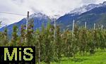 25.09.2025, Meran in Sdtirol, Italien. Ortsteil Dorf Tirol,  Die Erntezeit ist in vollem Gange, das Obst ist reif, auf den Bergen liegt bereits etwas Schnee. Rot gereifte pfel an den Bumen.