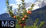 25.09.2025, Meran in Sdtirol, Italien. Ortsteil Dorf Tirol,  Die Erntezeit ist in vollem Gange, das Obst ist reif, auf den Bergen liegt bereits etwas Schnee. Hier hngen die reifen roten pfel an den sten.  