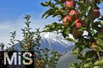 25.09.2025, Meran in Sdtirol, Italien. Ortsteil Dorf Tirol,  Die Erntezeit ist in vollem Gange, das Obst ist reif, auf den Bergen liegt bereits etwas Schnee. Hier hngen die reifen roten pfel an den sten.  