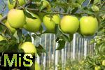 25.09.2025, Meran in Sdtirol, Italien. Ortsteil Dorf Tirol,  Die Erntezeit ist in vollem Gange, das Obst ist reif, auf den Bergen liegt bereits etwas Schnee. 