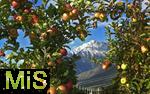 25.09.2025, Meran in Sdtirol, Italien. Ortsteil Dorf Tirol,  Die Erntezeit ist in vollem Gange, das Obst ist reif, auf den Bergen liegt bereits etwas Schnee. Die pfel leuchten rot gelb.