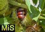 08.10.2025, Meran in Sdtirol, Italien. Ortsteil Dorf Tirol,  Die Erntezeit ist in vollem Gange, hier die Frucht der Edelkastanie (Castanea sativa)   