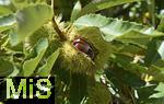 08.10.2025, Meran in Sdtirol, Italien. Ortsteil Dorf Tirol,  Die Erntezeit ist in vollem Gange, hier die Frucht der Edelkastanie (Castanea sativa)   