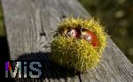 08.10.2025, Meran in Sdtirol, Italien. Ortsteil Dorf Tirol,  Die Erntezeit ist in vollem Gange, hier die Frucht der Edelkastanie (Castanea sativa)   