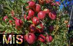 8.10.2025, Meran in Sdtirol, Italien. Ortsteil Dorf Tirol,  Die Erntezeit ist in vollem Gange, die roten pfel am Baum sind reif und warten auf die Ernte