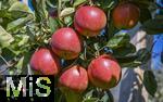 8.10.2025, Meran in Sdtirol, Italien. Ortsteil Dorf Tirol,  Die Erntezeit ist in vollem Gange, die roten pfel am Baum sind reif und warten auf die Ernte