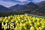 8.10.2025, Meran in Sdtirol, Italien. Ortsteil Dorf Tirol,  Die Erntezeit ist in vollem Gange, das Obst ist reif und wird nach der Ernte in groen Kisten gelagert.