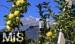 8.10.2025, Meran in Sdtirol, Italien. Ortsteil Dorf Tirol,  Die Erntezeit ist in vollem Gange, die gelben pfel am Baum sind reif und warten auf die Ernte