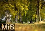 19.10.2025, Herbst in Nassenbeuren bei Mindelheim (Unterallgu), Die Jahreszeit fr ein Farbenspiel, das die Sinne erfreut, mit goldgelben Laubbumen.  Die bekannte Allee zur Kapelle Maria Schnee leuchtet wieder in herrlichen Herbtsfarben.
