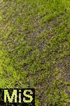 22.10.2025,  Fussball UEFA Championsleague 2025/2026: Vorrunde 3.Spieltag, FC Bayern Mnchen - Club Brgge, in der Allianz-Arena Mnchen. Der Rasen hinter der Auslinie ist etwas dnn und lchrig.