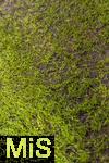 22.10.2025,  Fussball UEFA Championsleague 2025/2026: Vorrunde 3.Spieltag, FC Bayern Mnchen - Club Brgge, in der Allianz-Arena Mnchen. Der Rasen hinter der Auslinie ist etwas dnn und lchrig.