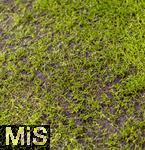 22.10.2025,  Fussball UEFA Championsleague 2025/2026: Vorrunde 3.Spieltag, FC Bayern Mnchen - Club Brgge, in der Allianz-Arena Mnchen. Der Rasen hinter der Auslinie ist etwas dnn und lchrig.