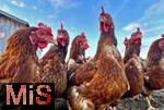 26.10.2025, Bad Wörishofen im Unterallgäu, Freilaufende Hühner in einem Freiluft-Hühnerstall an einem Bauernhof, die derzeit grassierende Vogelgrippe unter Kranichen bringt auch Hühnerhalter in Bedrängnis.