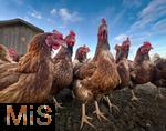 26.10.2025, Bad Wörishofen im Unterallgäu, Freilaufende Hühner in einem Freiluft-Hühnerstall an einem Bauernhof, die derzeit grassierende Vogelgrippe unter Kranichen bringt auch Hühnerhalter in Bedrängnis.