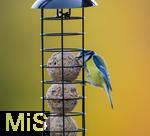 08.11.2025, Bad Wrishofen (Unterallgu) Eine Blaumeise (Cyanistes caeruleus, Syn.: Parus caeruleus) an einem Meisenkndel bei der Winterftterung im Garten 