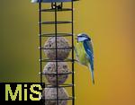 08.11.2025, Bad Wrishofen (Unterallgu) Eine Blaumeise (Cyanistes caeruleus, Syn.: Parus caeruleus) an einem Meisenkndel bei der Winterftterung im Garten 