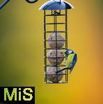 08.11.2025, Bad Wrishofen (Unterallgu) Eine Blaumeise (Cyanistes caeruleus, Syn.: Parus caeruleus) an einem Meisenkndel bei der Winterftterung im Garten 