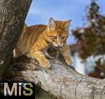 19.11.2025,  Bad Wrishofen im Unterallgu: Eine Katze als Haustier. Ein 4 Monate junger Kater geniesst sein Leben auf einem Bauernhof.