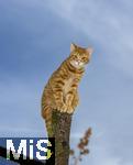 19.11.2025,  Bad Wrishofen im Unterallgu: Eine Katze als Haustier. Ein 4 Monate junger Kater geniesst sein Leben auf einem Bauernhof und hlt Aussicht auf einem Holzpfosten. 