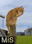 19.11.2025,  Bad Wrishofen im Unterallgu: Eine Katze als Haustier. Ein 4 Monate junger Kater geniesst sein Leben auf einem Bauernhof und macht Katzenwsche auf einem Holzpfosten.