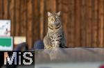 19.11.2025,  Bad Wrishofen im Unterallgu: Eine Katze als Haustier. Katze geniesst sein Leben auf einem Bauernhof und hlt Aussicht auf einem Autodach.