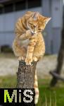 19.11.2025,  Bad Wrishofen im Unterallgu: Eine Katze als Haustier. Ein 4 Monate junger Kater geniesst sein Leben auf einem Bauernhof und macht Katzenwsche auf einem Holzpfosten.