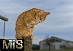 19.11.2025,  Bad Wrishofen im Unterallgu: Eine Katze als Haustier. Ein 4 Monate junger Kater geniesst sein Leben auf einem Bauernhof und macht Katzenwsche auf einem Holzpfosten.