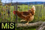 19.11.2025,  Bad Wrishofen im Unterallgu:  Glckliche freilaufende Hhnen auf einem Bauernhof. 