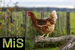 19.11.2025,  Bad Wrishofen im Unterallgu:  Glckliche freilaufende Hhnen auf einem Bauernhof. 