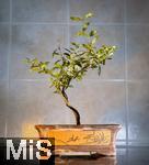 12.12.2025. Bad Wrishofen, Deutschland, Bonsaianzucht. In einer Bonsaischale wchst ein junger selbstgezogener Bonsai heran. Die Pflanze ist jetzt ein Jahr alt. Es handelt sich um einen Zwerg Granatapfel (Punica granatum)