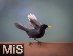 26.12.2023,  Winter in Bayern.  Bad W�rishofen im Unterallg�u.  Ein Amsel-M�nnchen (Turdus merula) auf dem Balkon auf Futtersuche.