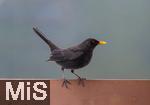 26.12.2023,  Winter in Bayern.  Bad W�rishofen im Unterallg�u.  Ein Amsel-M�nnchen (Turdus merula) auf dem Balkon auf Futtersuche.
