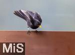 26.12.2023,  Winter in Bayern.  Bad W�rishofen im Unterallg�u.  Ein Amsel-M�nnchen (Turdus merula) auf dem Balkon auf Futtersuche.