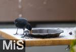 26.12.2023,  Winter in Bayern.  Bad W�rishofen im Unterallg�u.  Ein Amsel-M�nnchen (Turdus merula) auf dem Balkon an einer Vogeltr�nke.