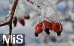 31.12.2025, Winterlandschaft bei F�ssen im Allg�u, am Hopfensee. Detail Beeren mit Schnee