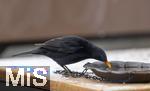 29.01.2026,  Winter in Bayern.  Bad W�rishofen im Unterallg�u.  Ein Amsel-M�nnchen (Turdus merula) auf dem Balkon an einer Vogeltr�nke.