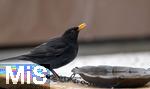 29.01.2026,  Winter in Bayern.  Bad W�rishofen im Unterallg�u.  Ein Amsel-M�nnchen (Turdus merula) auf dem Balkon an einer Vogeltr�nke.